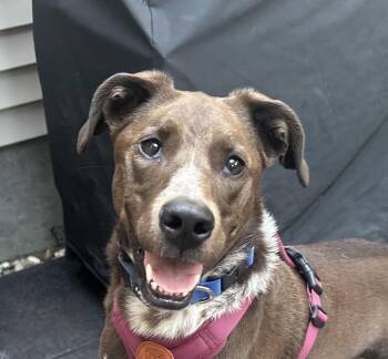 Piper Parker - Local Lady who likes dogs and cats -  Coonhound Dog for Adoption in Andover, Massachusetts - Piper Parker - Local Lady Who Likes Dogs And Cats | PetCurious