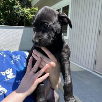 Serena -  Mixed Breed Dog for Adoption in Bedford, New Hampshire - Serena | PetCurious