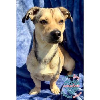 Willy COH -  Chiweenie Dog for Adoption in Inglewood, California - Willy COH | PetCurious