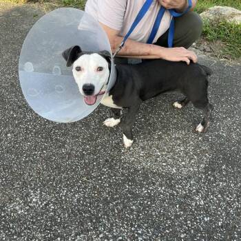 Sadie -  Basset Hound and Pit Bull Terrier Dog for Adoption in Hohenwald, Tennessee - Sadie | PetCurious