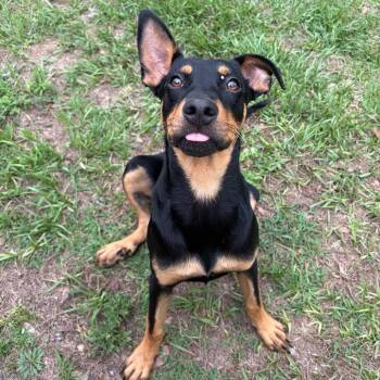 Mixed Breed Dogs Available for Adoption in Milton, Florida - Midnight | PetCurious
