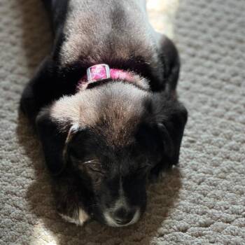 Black Labrador Retriever Dogs Available for Adoption - CT June | PetCurious