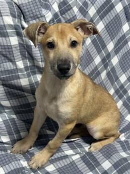 Sasuke -  Mixed Breed Dog for Adoption in West Chester, Pennsylvania - Sasuke | PetCurious