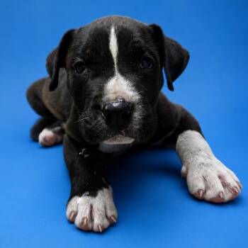 Wagon -  Pit Bull Terrier and Mixed Breed Dog for Adoption in Riverside, California - Wagon | PetCurious