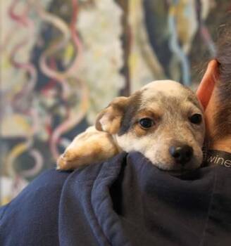 Mixed Breed Dogs Available for Adoption - Link | PetCurious