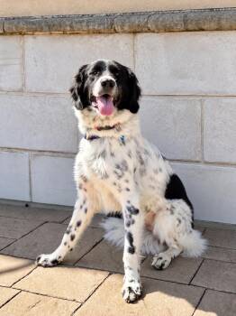 Butterfly -  Great Pyrenees and Border Collie Dog for Adoption in Euless, Texas - Butterfly | PetCurious