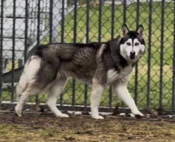 Siberian Husky Dogs Available for Adoption - PEPPER | PetCurious