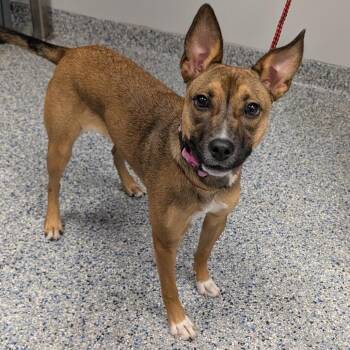 Bandi -  Mixed Breed Dog for Adoption in Greenville, South Carolina - Bandi | PetCurious