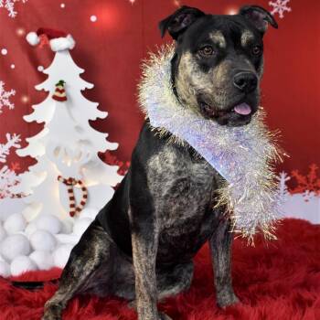 Annie -  Pit Bull Terrier and Mixed Breed Dog for Adoption in Yuma, Arizona - Annie | PetCurious