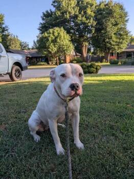 Indy -  American Bulldog and Pit Bull Terrier Dog for Adoption in Shawnee, Oklahoma - Indy | PetCurious