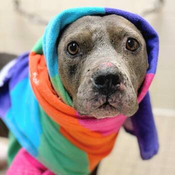 Millie -  Pit Bull Terrier Dog for Adoption in Oakland, California - Millie | PetCurious