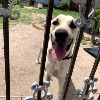 Leo -  Great Dane Dog Available for Adoption in Harlingen, Texas - Leo | PetCurious