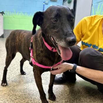 Rueben -  Mountain Cur and Mixed Breed Dog for Adoption in Falls Church, Virginia - Rueben | PetCurious