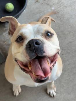 Diamond -  Pit Bull Terrier Dog for Adoption in Chicago, Illinois - Diamond | PetCurious