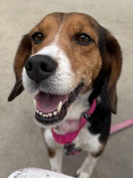 Beagle Dogs Available for Adoption - Jenny | PetCurious