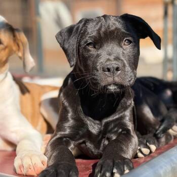 Squirtle -  Pit Bull Terrier and Rottweiler Dog for Adoption in Portland, Oregon - Squirtle | PetCurious