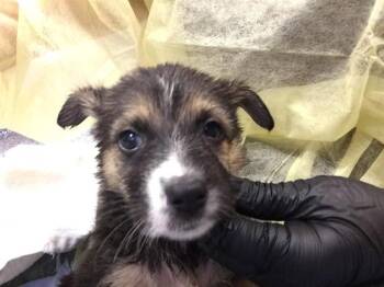APPLE -  Australian Cattle Dog Blue Heeler Dog for Adoption in Thousand Palms, California - APPLE | PetCurious