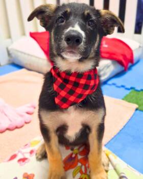 Shepherd Dogs Available for Adoption in Novato, California - Cooper | PetCurious