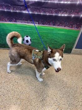 JENNA -  Siberian Husky Dog for Adoption in Doral, Florida - JENNA | PetCurious