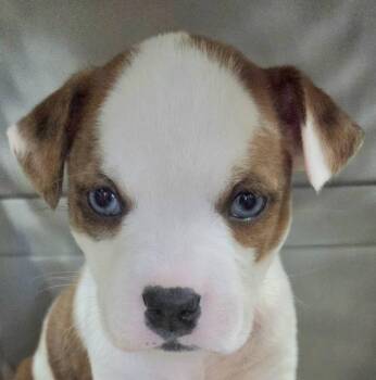 Eagle -  Mixed Breed Dog for Adoption in Olean, New York - Eagle | PetCurious