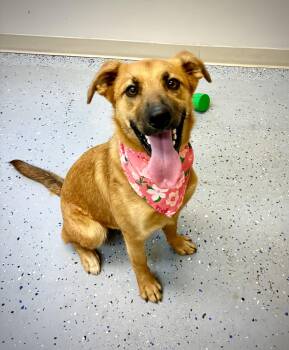 Rescue Black Mouth Cur Dogs for Adoption in Senatobia, Mississippi - Carmella | PetCurious