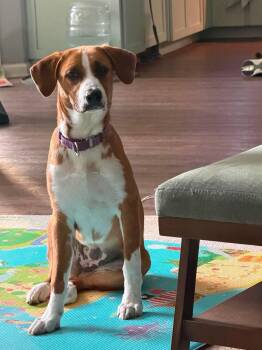 Nutmeg -  Hound and Mixed Breed Dog for Adoption in Buford, Georgia - Nutmeg | PetCurious