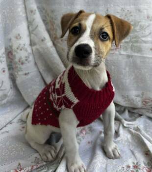 Rescue Labrador Retriever Dogs for Adoption in Albany, New York - Ricotta | PetCurious