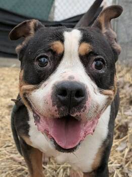 Pit Bull Terrier Dogs Available for Adoption - Lucia | PetCurious