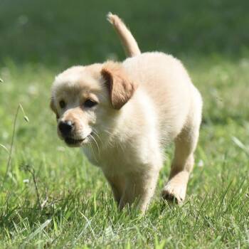 Truly -  Golden Retriever and Shepherd Dog for Adoption in Mechanicsburg, Pennsylvania - Truly | PetCurious