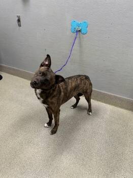 CELESTE -  Pit Bull Terrier and Mixed Breed Dog for Adoption in Las Vegas, Nevada - CELESTE | PetCurious