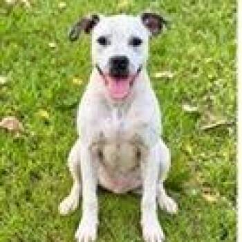 Roo -  Terrier Dog for Adoption in Tampa, Florida - Roo | PetCurious