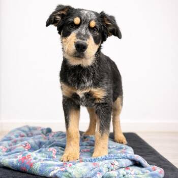 Australian Cattle Dog Blue Heeler and Great Pyrenees Dogs Available for Adoption in Corsicana, Texas - Basil P46661 | PetCurious