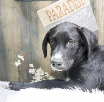 The Black Lab Puppies -- Dino -  Black Labrador Retriever Dog for Adoption in Casa Grande, Arizona - The Black Lab Puppies -- Dino | PetCurious
