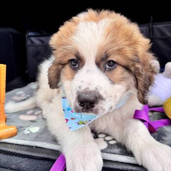 Ohana -  Saint Bernard Dog for Adoption in Corpus Christi, Texas - Ohana | PetCurious