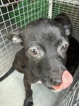 A186868 -  Chihuahua and Mixed Breed Dog for Adoption in Pasadena, Texas - A186868 | PetCurious