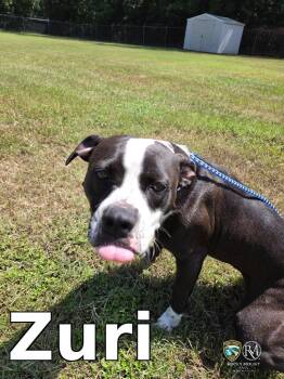 Zuri -  Pit Bull Terrier Dog for Adoption in Rocky Mount, North Carolina - Zuri | PetCurious