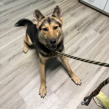 Bryn -  German Shepherd Dog and Mixed Breed Dog for Adoption in St. Louis, Missouri - Bryn | PetCurious