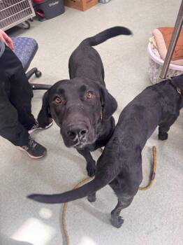 Labrador Retriever and German Shepherd Dog Dogs Available for Adoption - Bruce | PetCurious