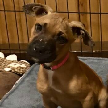 Rescue Mountain Cur and Pit Bull Terrier Dogs for Adoption in Minneapolis, Minnesota - Lois Lane | PetCurious