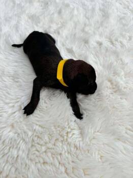 New Light Litter Lumen - Located in CA -  Belgian Shepherd Malinois Dog for Adoption in Imlay City, Michigan - New Light Litter Lumen - Located In CA | PetCurious