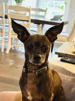 Canelo -  Chihuahua Dog for Adoption in Evansville, Indiana - Canelo | PetCurious