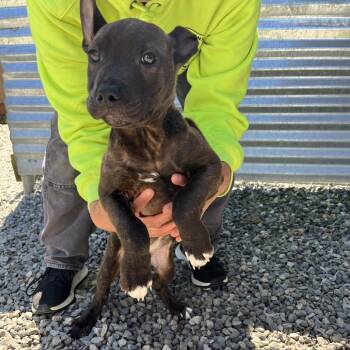 Prince -  Pit Bull Terrier Dog Available for Adoption in Port Angeles, Washington - Prince | PetCurious
