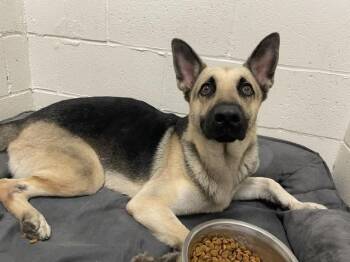 Frankie -  German Shepherd Dog Dog for Adoption in San Leon, Texas - Frankie | PetCurious