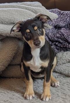 Dali-Little Chi Puppy! -  Chihuahua Dog for Adoption in Fort Myers, Florida - Dali-Little Chi Puppy! | PetCurious