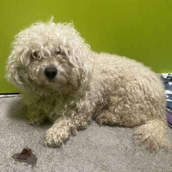 Lucky -  Bichon Frise Dog for Adoption in Spokane, Washington - Lucky | PetCurious
