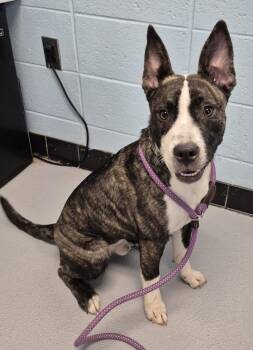 Pit Bull Terrier Dogs Available for Adoption in Lawrenceville, Georgia - Pen 196 | PetCurious