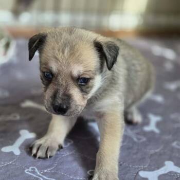 Chihuahua and Cardigan Welsh Corgi Dogs Available for Adoption - Bonnie | PetCurious
