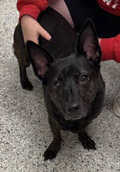 Ninny May -  Cardigan Welsh Corgi and Terrier Dog for Adoption in Kansas City, Missouri - Ninny May | PetCurious