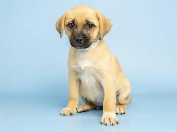 TOPAZ -  Labrador Retriever Dog for Adoption in Phoenix, Arizona - TOPAZ | PetCurious