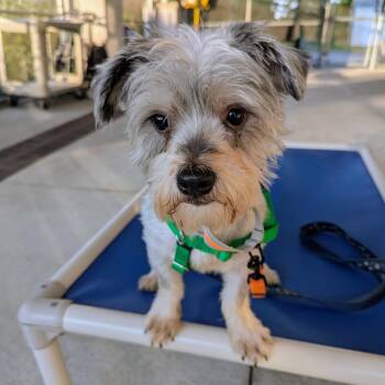 Ernie -  Yorkshire Terrier Dog for Adoption in Stratford, Connecticut - Ernie | PetCurious